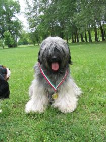 Tibeti terrier